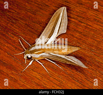 Bella vitigno australiano hawk moth Hippotion celerio con brown & white pattern sul corpo e ali teso, su rosso-marrone di legname Foto Stock