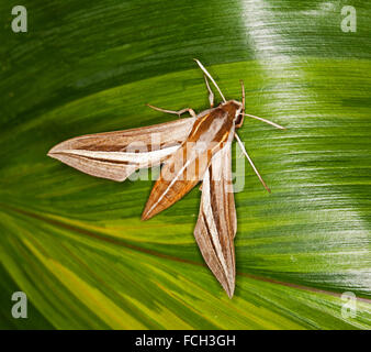 Bella vitigno australiano hawk moth Hippotion celerio con brown & white pattern sul corpo disteso e ali, sulla Emerald foglia verde Foto Stock