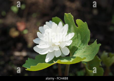 Fiore bianco. Sanguinaria canadensis Flore " multiplexing " Plena, bloodwort, redroot, red puccoon, pauson Foto Stock