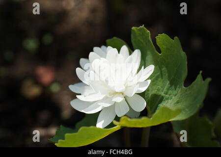 Fiore bianco. Sanguinaria canadensis Flore " multiplexing " Plena, bloodwort, redroot, red puccoon, pauson Foto Stock