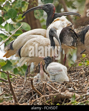 Gruppo di white ibis, Threskiornis moluccus, con due pulcini sul nido di bastoni in albero in giardini botanici a Bundaberg Australia Foto Stock