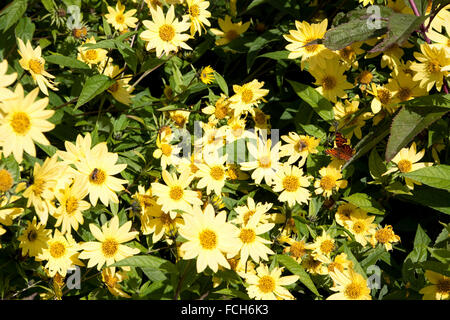 Giallo margherite Bellis perennis Foto Stock