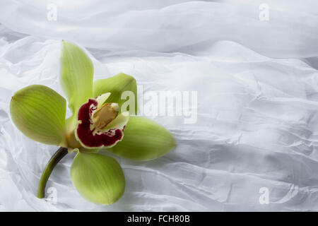 Green orchid- isolato - sfondo bianco Foto Stock