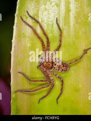 Grandi brown Australian huntsman spider Heteropoda cervina sulla foglia verde di bromeliad Foto Stock