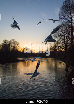 Gli uccelli in un lago ghiacciato presso il St James Park London Foto Stock