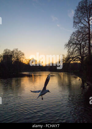 Gli uccelli in un lago ghiacciato presso il St James Park London Foto Stock