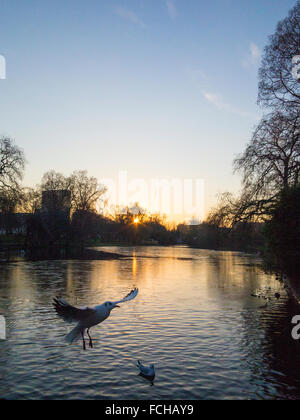 Gli uccelli in un lago ghiacciato presso il St James Park London Foto Stock