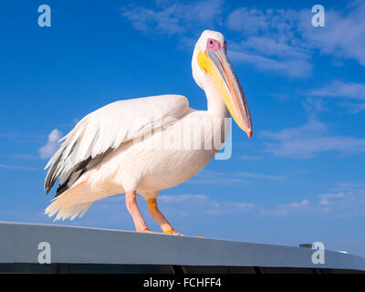 La Namibia Erongo Provincia ritratto del pellicano bianco Foto Stock