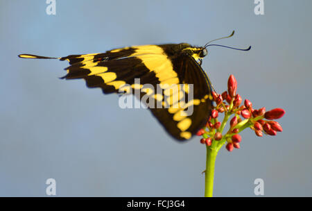 Tiger coda forcuta farfalla (Papilio glaucas) Foto Stock