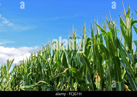 Le piante di mais in un campo nel Michigan. Foto Stock