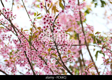Wild himalayana fiore di ciliegio (Prunus cerasoides) Foto Stock
