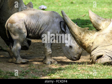 Il primo bambino rinoceronte in 43 anni è stato sopportato a Cotswold Wildlife Park Foto Stock