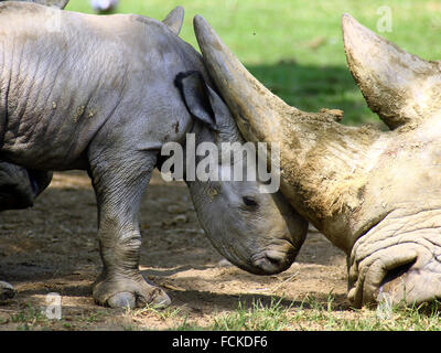 Il primo bambino rinoceronte in 43 anni è stato sopportato a Cotswold Wildlife Park Foto Stock