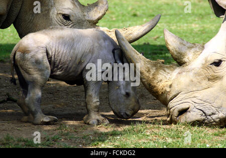 Il primo bambino rinoceronte in 43 anni è stato sopportato a Cotswold Wildlife Park Foto Stock