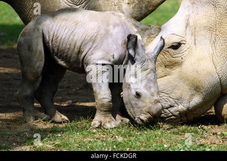 Il primo bambino rinoceronte in 43 anni è stato sopportato a Cotswold Wildlife Park Foto Stock