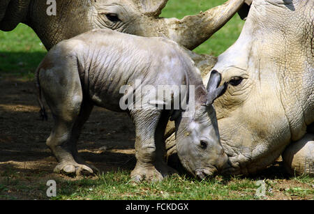 Il primo bambino rinoceronte in 43 anni è stato sopportato a Cotswold Wildlife Park Foto Stock