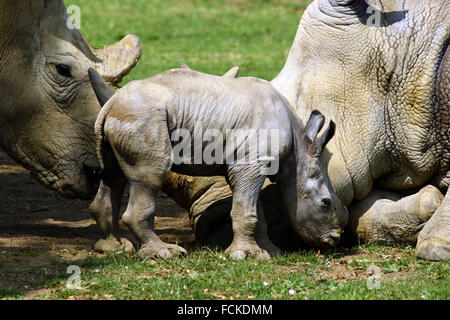 Il primo bambino rinoceronte in 43 anni è stato sopportato a Cotswold Wildlife Park Foto Stock