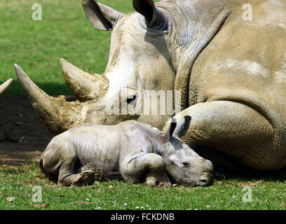 Il primo bambino rinoceronte in 43 anni è stato sopportato a Cotswold Wildlife Park Foto Stock