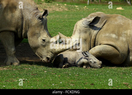 Il primo bambino rinoceronte in 43 anni è stato sopportato a Cotswold Wildlife Park Foto Stock