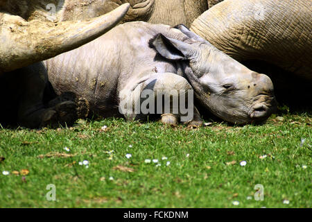 Il primo bambino rinoceronte in 43 anni è stato sopportato a Cotswold Wildlife Park Foto Stock