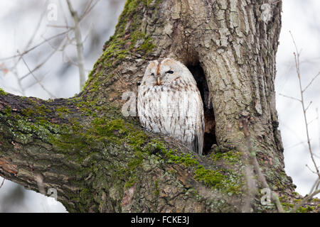 Allocco (Strix aluco). Mosca. La Russia. Foto Stock