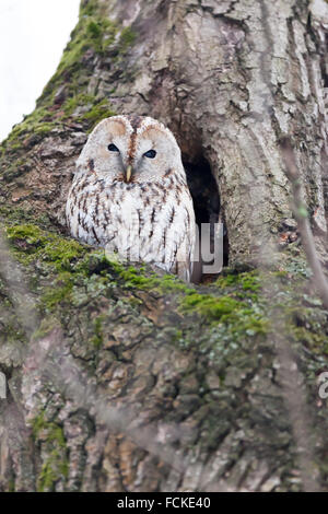 Allocco (Strix aluco). Mosca. La Russia. Foto Stock