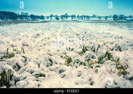 Campo con erba coperto con la prima neve Foto Stock