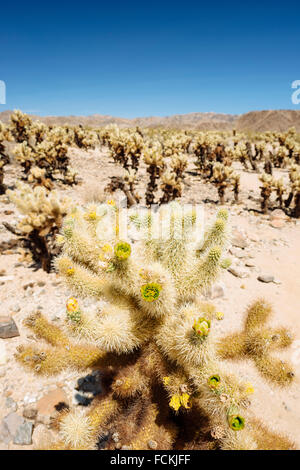 Teddy-bear cholla cactus (cylindropuntia bigelovii) in Cholla Cactus Garden, Joshua Tree National Park, California Foto Stock