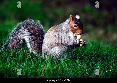 Bristol, Regno Unito. 23 gennaio, 2016. uk meteo. su una molto lieve giorno per il periodo di tempo di un anno di scoiattolo grigio è visto mangiare una nocciolina . Ubicazione Bristol Park street. Credito: robert timoney/alamy live news Foto Stock