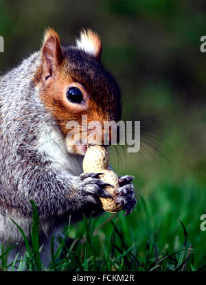 Bristol, Regno Unito. 23 gennaio, 2016. uk meteo. su una molto lieve giorno per il periodo di tempo di un anno di scoiattolo grigio è visto mangiare una nocciolina . Ubicazione Bristol Park street. Credito: robert timoney/alamy live news Foto Stock