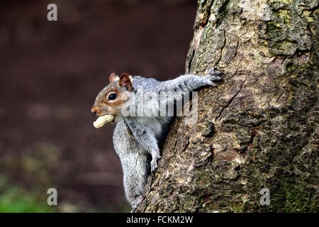 Bristol, Regno Unito. 23 gennaio, 2016. uk meteo. su una molto lieve giorno per il periodo di tempo di un anno di scoiattolo grigio è visto mangiare una nocciolina . Ubicazione Bristol Park street. Credito: robert timoney/alamy live news Foto Stock