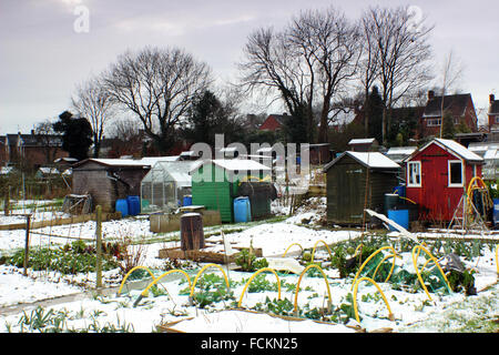 Le verdure sono coperti di neve in allotment giardini su una giornata invernale a Chesterfield, Derbyshire Regno Unito Inghilterra - Gennaio 2016 Foto Stock