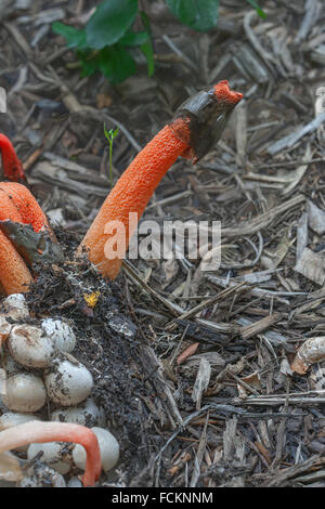 Mutinus ravenelii fungo (Mutinus ravenelii) Foto Stock
