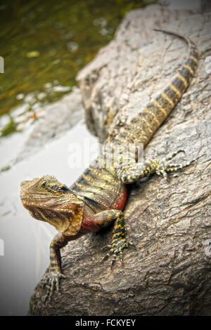 Un rettile, monitor di pizzo, lucertola, sulle rocce, nel selvaggio, Australia Foto Stock