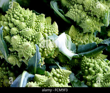 Brassica oleracea var. botrytis, Romanesco broccoli e cavolfiore Romanesco, fractal vegetali a spirale conica patterns, ripetizione Foto Stock