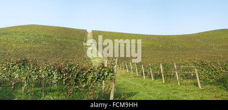 Vigneti sulle colline delle Langhe in Piemonte, Italia settentrionale Foto Stock