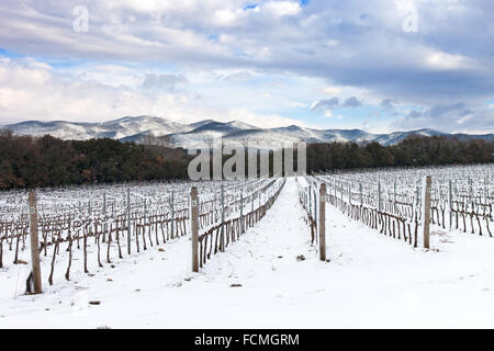 Vigneti righe coperta di neve in inverno. La campagna del Chianti, Firenze, Regione Toscana, Italia Foto Stock