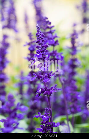 La Salvia "Victoria" di fiori. Foto Stock