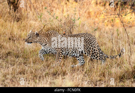 Adulto solitaria, selvaggia africana di Leopard, Panthera pardus, profilo stalking, caccia, il Masai Mara, Kenya, Africa orientale Foto Stock