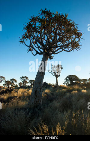 Faretra alberi, Kocurboom, Aloe dichotoma, Quiver tree forest, Gariganus Farm, Keetmannshoop, Namibia, Africa Foto Stock