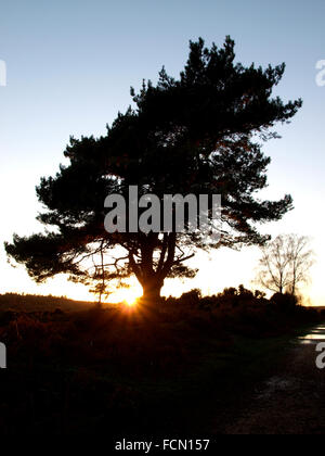 Sole che tramonta dietro ad un albero, la nuova foresta, Hampshire, Regno Unito Foto Stock