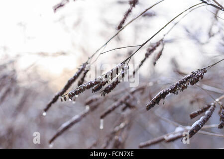 Ciliegina bush in legno Foto Stock