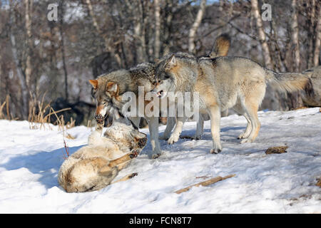 Lupi norvegesi combattimenti Foto Stock