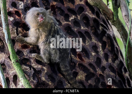 Western Marmoset pigmeo Cebuella pygmaea pygmaea La Selva Lodge Bacino Amazzonico Ecuador Foto Stock