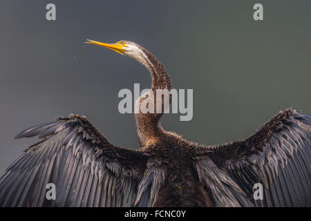 Darter (Snake uccello) a Bharatpur, India. ( Anhinga melanogaster ) Foto Stock
