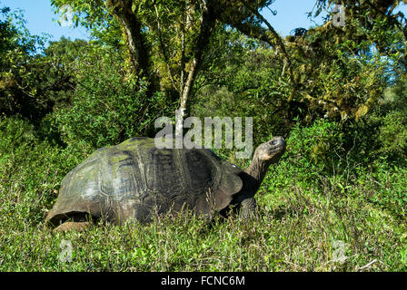 Le Galapagos La tartaruga gigante Geochelone elephantopus porteri Santa Cruz Island Isole Galapagos Ecuador Foto Stock