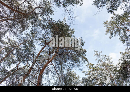 Sotto le cime di pino nel bosco invernale Foto Stock