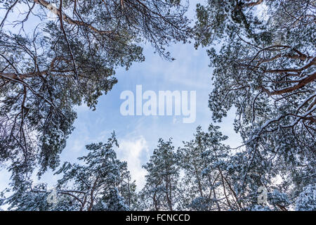 Sotto le cime di pino nel bosco invernale Foto Stock