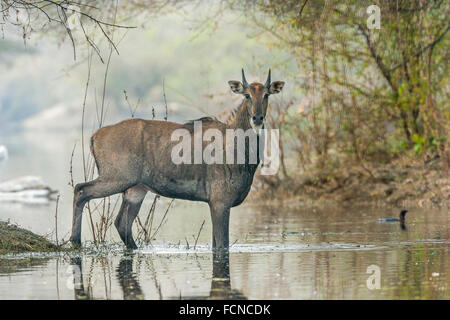 Indiano o Antilope Nilgai maschio (Boselaphus trogocamelus) attraversando il lago, Bharatpur, India. Foto Stock