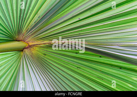 Texture di zucchero tropicale di foglie di palma Foto Stock